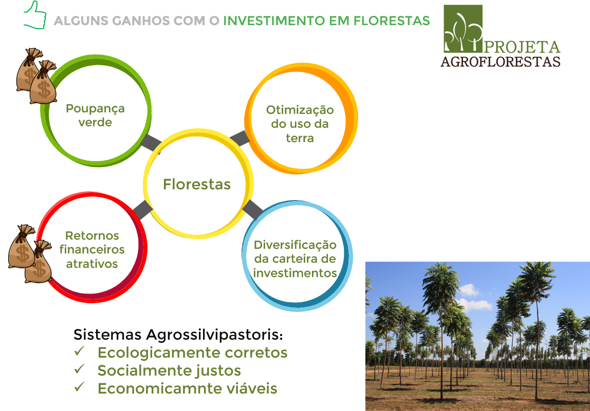 investimentos-em-florestas.png